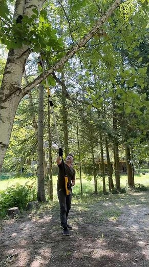 Cleaning up some low hanging branches with the DeWalt 20V MAX cordless pole saw.