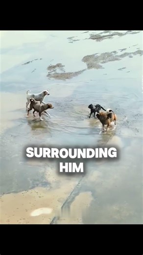 Injured Cat Found Hiding After Dog Attack #rescue #pets #heartwarming