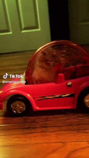 Hamsters Riding in Cars: Fun and Adorable Moments