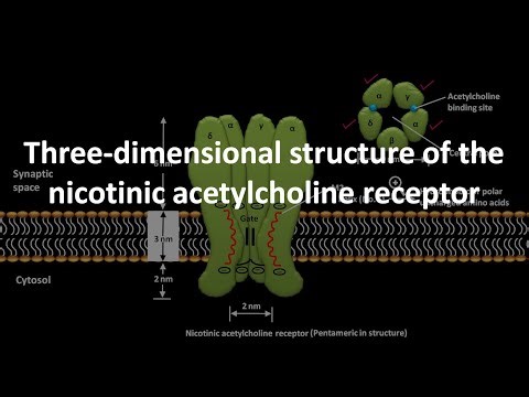 3D structure of the nicotinic acetylcholine receptor