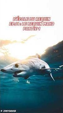 Le REQUIN le plus RAPIDE du monde !