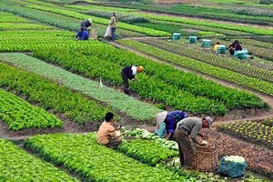 Historia de la agricultura | Origen y evolución de la agricultura |