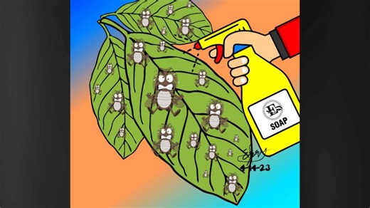 Gardening in Hawaiʻi with Tom Timmons: The evil web of an avocado lace bug | Big Island Now