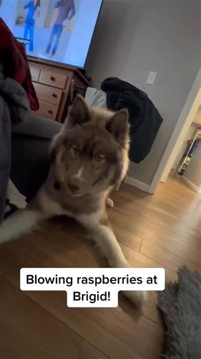 Blowing raspberries at Brigid. #aww #husky #dogs #humor #talkingdog #smile #silly #sherlockthehusky #animals #huskiesoftiktok #happy #cute #adorable #pet~ #Brigidthehusky #dog | Sherlock and Brigid Husky