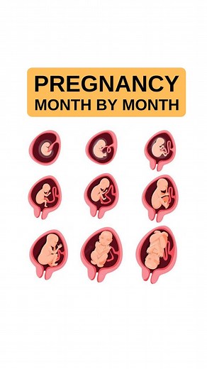 761K views · 8.4K reactions | Pregnancy month by month | Pregnancy Guide | Facebook