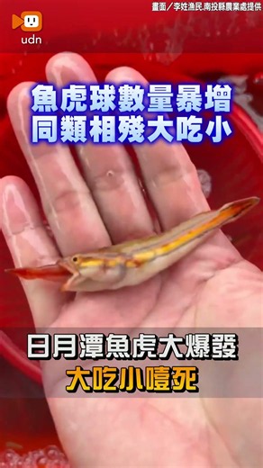 [Local] Sun Moon Lake Peacock Bass Outbreak: Cannibalism Leads to Choking Deaths