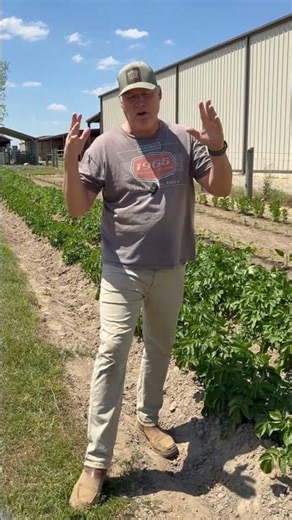 Fertilizing your garden doesn’t have to be complicated. #growhoss #organicfertilizer #gardeningtips