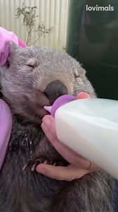 915K views · 44K reactions | Didn't know I needed to see a wombat getting a belly rub 殺 | Lovimals | Facebook