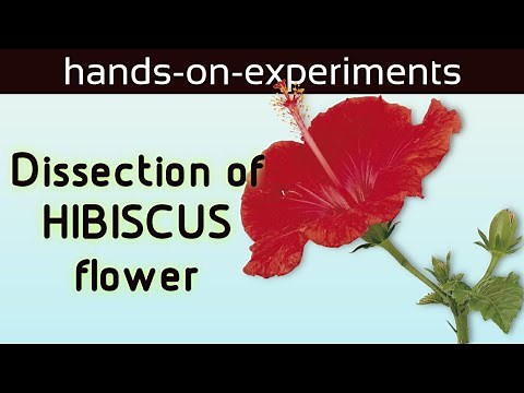 Dissection of HIBISCUS FLOWER | Science experiment | Easy experiments to do at home