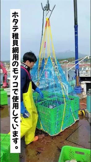 [Now on sale in Rausu] We'll show you how to actually use Momoi Seimo's Mokko net #Rausu #Shireto...