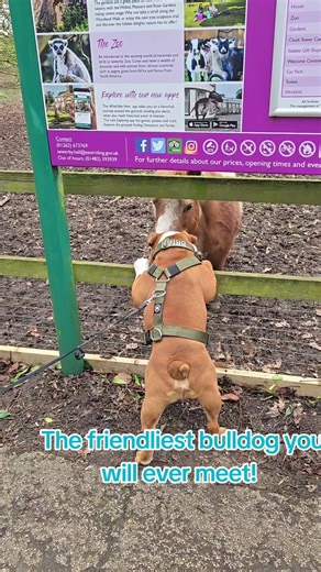 Brian is legitimately the friendliest bulldog, if not dog, in the world! He loves everyone & everything 💛 Kissing ponies now 🤣🥰😍😘 #britishbulldog #englishbulldog #bulldog #bulldogsoftiktok #funnydog @Sewerby Hall @Fir Tree Community Centre