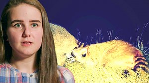 Lo que vivió Meg por proteger a su perro fue realmente escalofriante, ya que un mapache se abalanzó sobre ella y comenzó a atacarla #SoloYEnPeligro | Animal Planet Latinoamérica