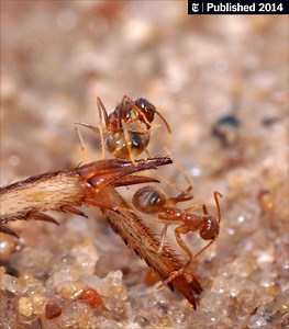 A Crazy Ant Invader Uses Acid to Its Advantage