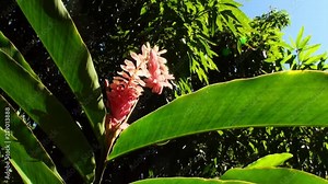 Exotic red flower and plants in French Polynesia on Tahiti Island. Nature, landscape and attractions of the country with a tropical climate.