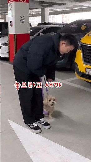 🔥2 million🔥 How to correct a dog that barks and runs at people while walking