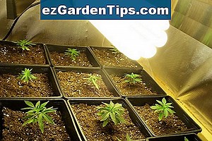 Comment démarrer les ampoules Canna à l'intérieur 🌱 Conseils Jardiniers - Fr.ezGardenTips.com