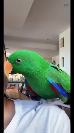 Eclectus Parrot Talking Compilation