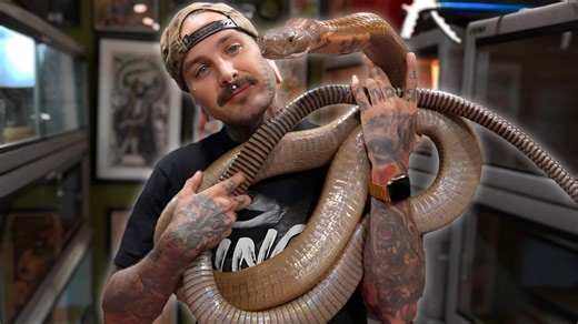 Exploring My Favorite Venomous Snakes