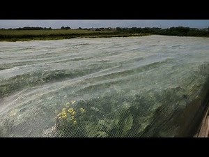 Protéger les cultures des insectes grâce à des voiles et filets