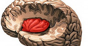 The insula: anatomy and functions of this part of the brain - yes, therapy helps!