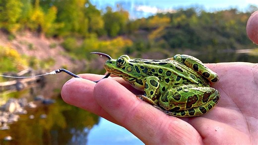 Unbelievable catch using live leopard frogs as bass bait