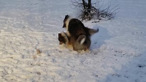1.3K views · 235 reactions | This is why we want to keep Bentley and Jett together. Jett just sat in a corner interacting with no one until Bentley came into our care. To apply go to Centralohiosheltierescue.com | Central Ohio Sheltie Rescue | Facebook