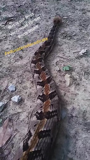 this is our oldest snake that we keep. he's been around for a long time and is very tolerant of us. venomous Timber Rattlesnake #fyp #snakesoftiktok #rattlesnake #alabama #venomous #crotalus #crotalushorridus #snake #alabamasnakeremovers