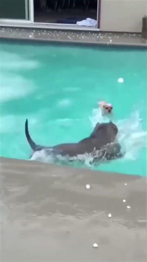 bulldog rescue chihuahua with swimming pool in heavy rain 🌧 #dogs #helpmemakethismakesense