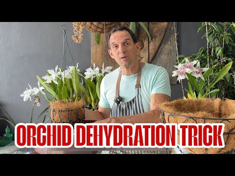 One Repotting Trick That Saved My Severely Dehydrated Orchid!