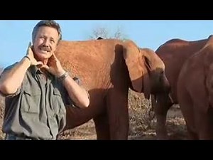 Horrific Methods Used by Elephant Poachers | BBC Studios