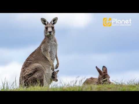 Kangaroos: Why They Can’t Walk Backwards
