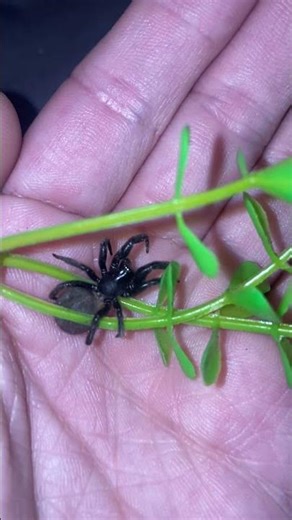 Juvenile Arizona Black Hole Spider (Kukulcania arizonica)#entomology #entomology #spider
