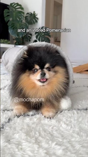How to tell the difference between a purebred Pomeranian and an inbred Pomeranian 🤭 #dog