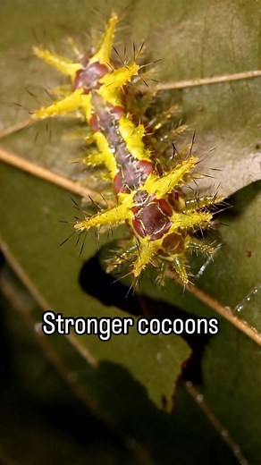 Kayden Anthony windcatz on Instagram: "To Plant a tree now Visit @growtrees_global Click on the link in bio, select plant now and plant trees to for a project of your choosing. Slug moths, or Limacodidae, are known for their unique cocoons that incorporate calcium oxalate crystals. This compound helps to strengthen the cocoons, providing protection during the pupal stage. The presence of calcium oxalate may also deter predators due to its toxicity. This adaptation highlights the interesting ways