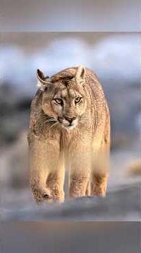 #washington From Frozen Wilderness to a Loving Home #shorts #shortsvideo