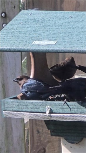 Cowbirds enjoying a snack at the feeder (December 14, 2025)