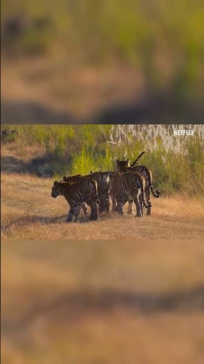 Our Planet From Deserts to Grasslands FULL EPISODE Netflix_chapter_97