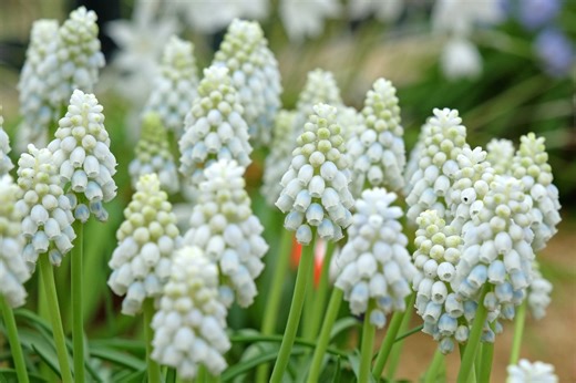 These bulbs to plant in November guarantee a spectacular spring - Netmums