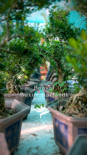 Pleasant Home on Instagram: "A Living Masterpiece: The Art of Buxus Harlandii Bonsai How Long Does Buxus Harlandii Take to Grow? Buxus Harlandii is a slow-growing bonsai, which is what makes it perfect for shaping and long-term beauty. From young plant to a well-formed bonsai: 5–10 years Growth rate: Slow but steady The older it gets, the more valuable and elegant it becomes Patience is key—this bonsai is all about long-lasting charm. How to Take Care of Bonsai Buxus Harlandii ☀️ Light Bright, i