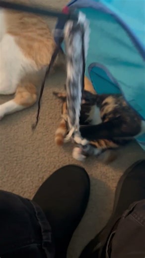 Attack of the kitten! #cats #kittens