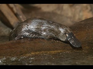 San Diego Zoo Safari Park Welcomes Platypuses