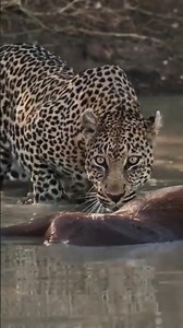 Predator Ini Masuk Sungai… dan Lihat Apa yang Ditemukannya! #animals #animalshorts #wildlife