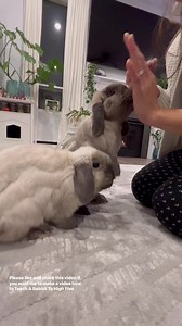 Please like and share this video if you want me to make a video how to Teach A Rabbit To High Five 🙌🏼🩷🐰🐰 | Happy Bunnies