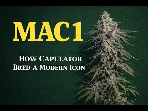 THE MAC 1 STORY BRED BY CAPULATOR 🌱