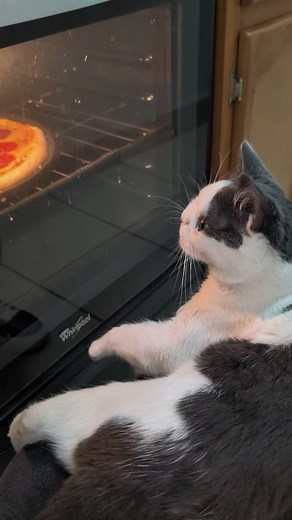 Celebrating Cats with Down Syndrome