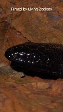 This Snake is a Black-headed Beauty!