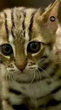 Ce chat est le plus petit félin sauvage du monde !
