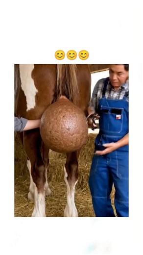 memer boy on Instagram: "This viral video depicts a man assisting a horse in giving birth to a foal from an exaggerated, egg-like sac on its rear, rendered in hyper-realistic but uncanny detail typical of AI-generated content. Posted by @Crazymoments01 , a account specialising in trending clips, it has garnered over 8 million views and mixed reactions, with many users decrying the "non-stop AI shite" and questioning prompts used to create such absurd scenarios. The clip underscores the 2026 surg