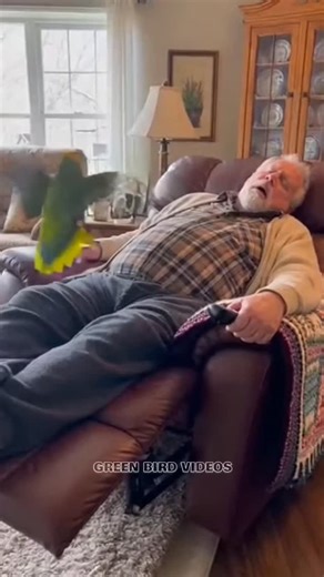 GREEN BIRD | Parrot funny jokes 😂🤣 #talkingparrot #parrotcomedy #grandpa #funnyparrot #parrot #viralreels | Instagram