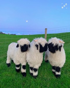 As raras e majestosas ovelhas Valais Blacknose, originárias dos Alpes Suíços, agora encontraram seu caminho para a Irlanda. Elas não só são conhecidos como as "ovelhas mais fofas do mundo", como também são cheias de diversão, extremamente doces e amigáveis. @bopeep_valaisblacknose #sheep #cute | NOO